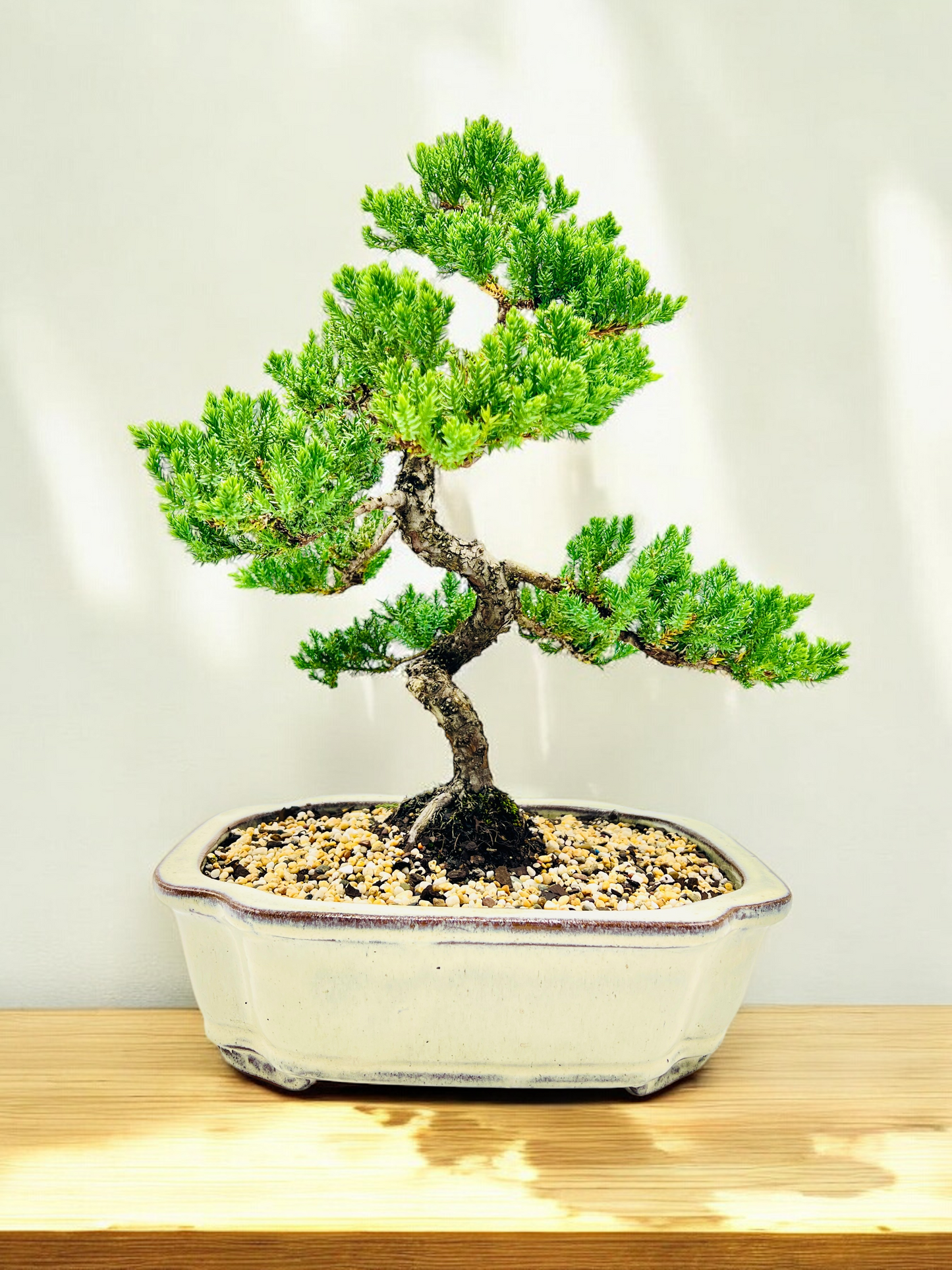 Advanced Twisted Trunk Juniper Squamata Bonsai Tree