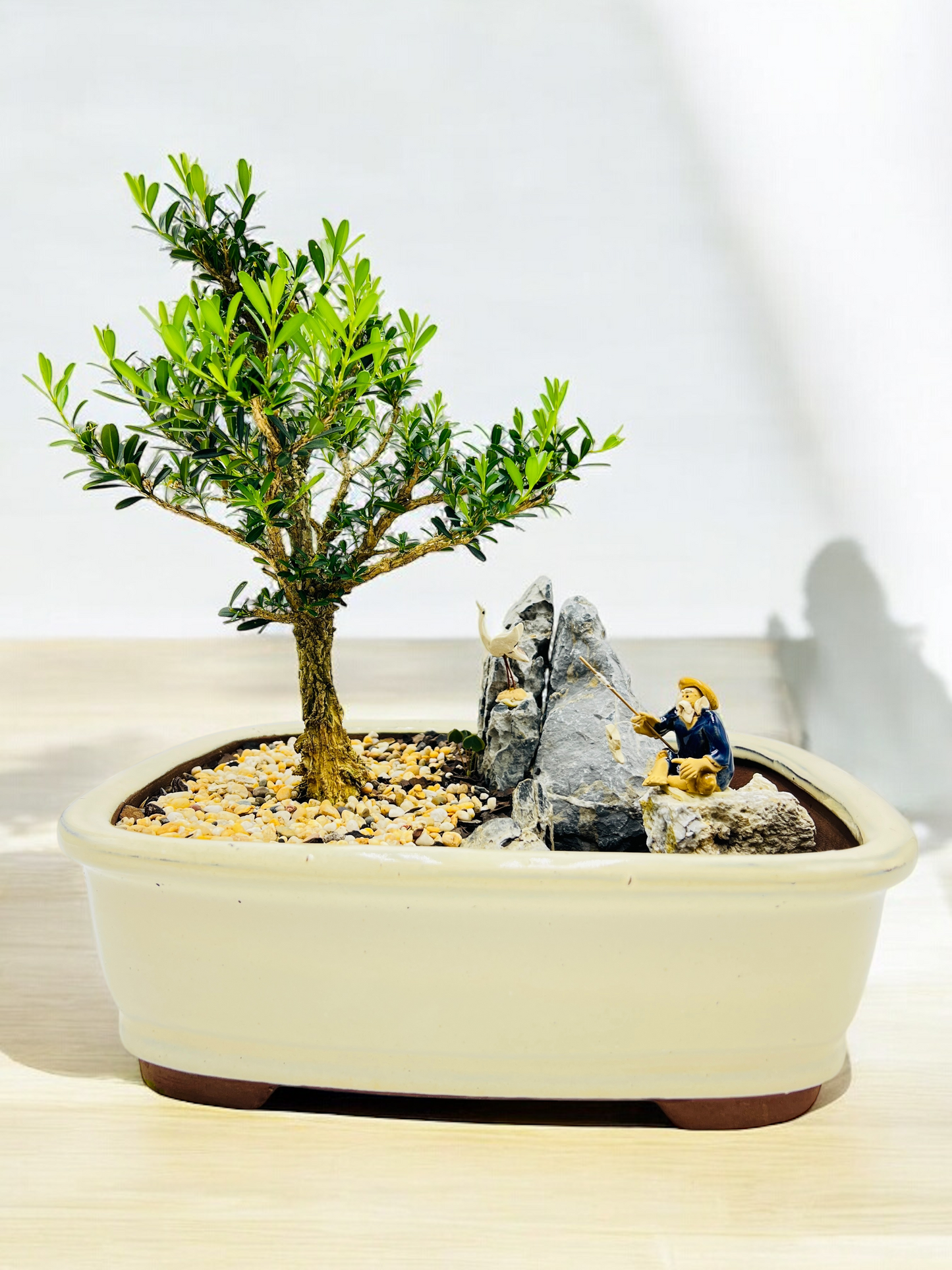 Rock Feature Harlandii Buxus Bonsai Tree 12 Inch