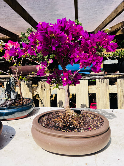 12” Pink Flowering Bougainvillea Bonsai Tree
