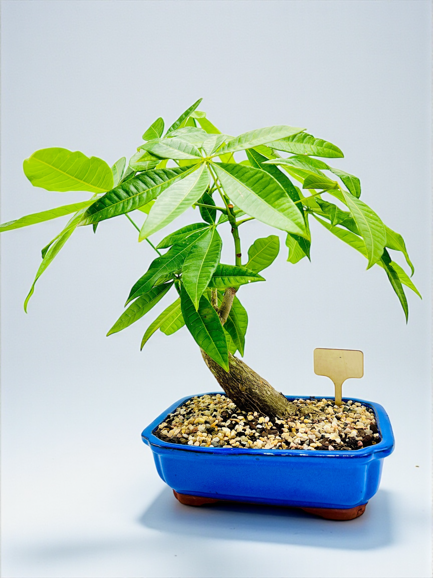 2018 Indoor Guiana Chestnut “Pachira Aquatica” Bonsai Tree 10 Inch 发财树