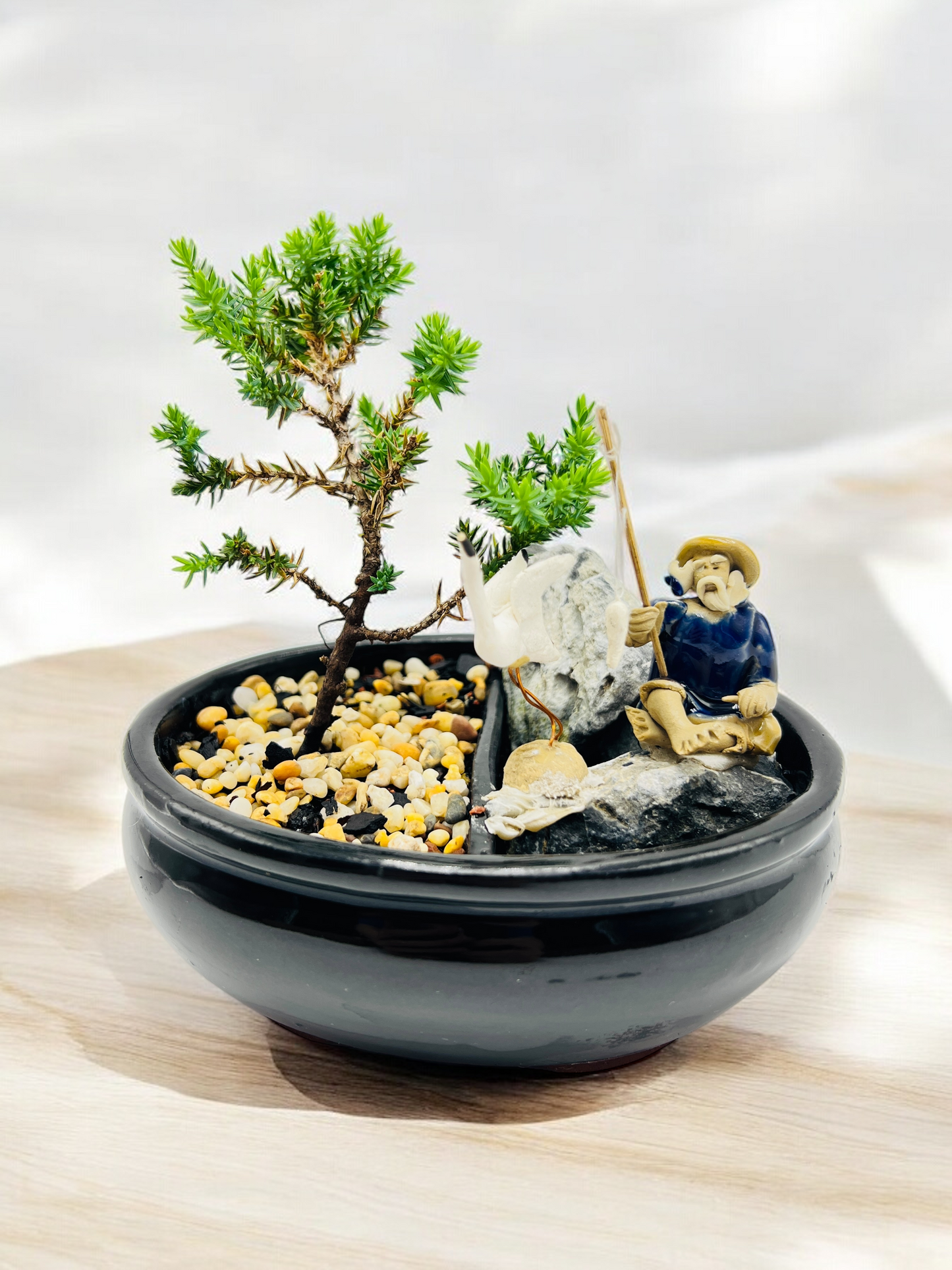 6" Juniper with Rock Feature Bonsai Tree