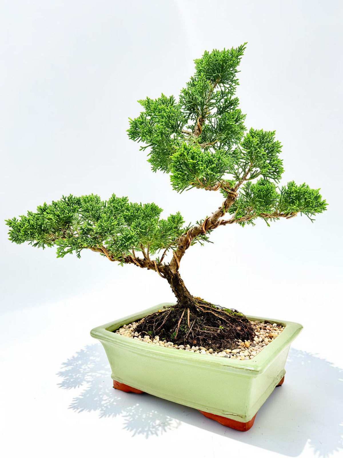 2013 Twisted Trunk Japanese Shimpaku Juniper Bonsai Tree