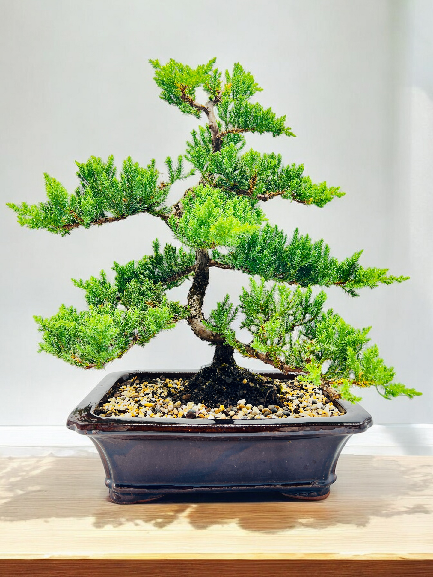 2008 Advanced Twisted Trunk Juniper Squamata Bonsai Tree