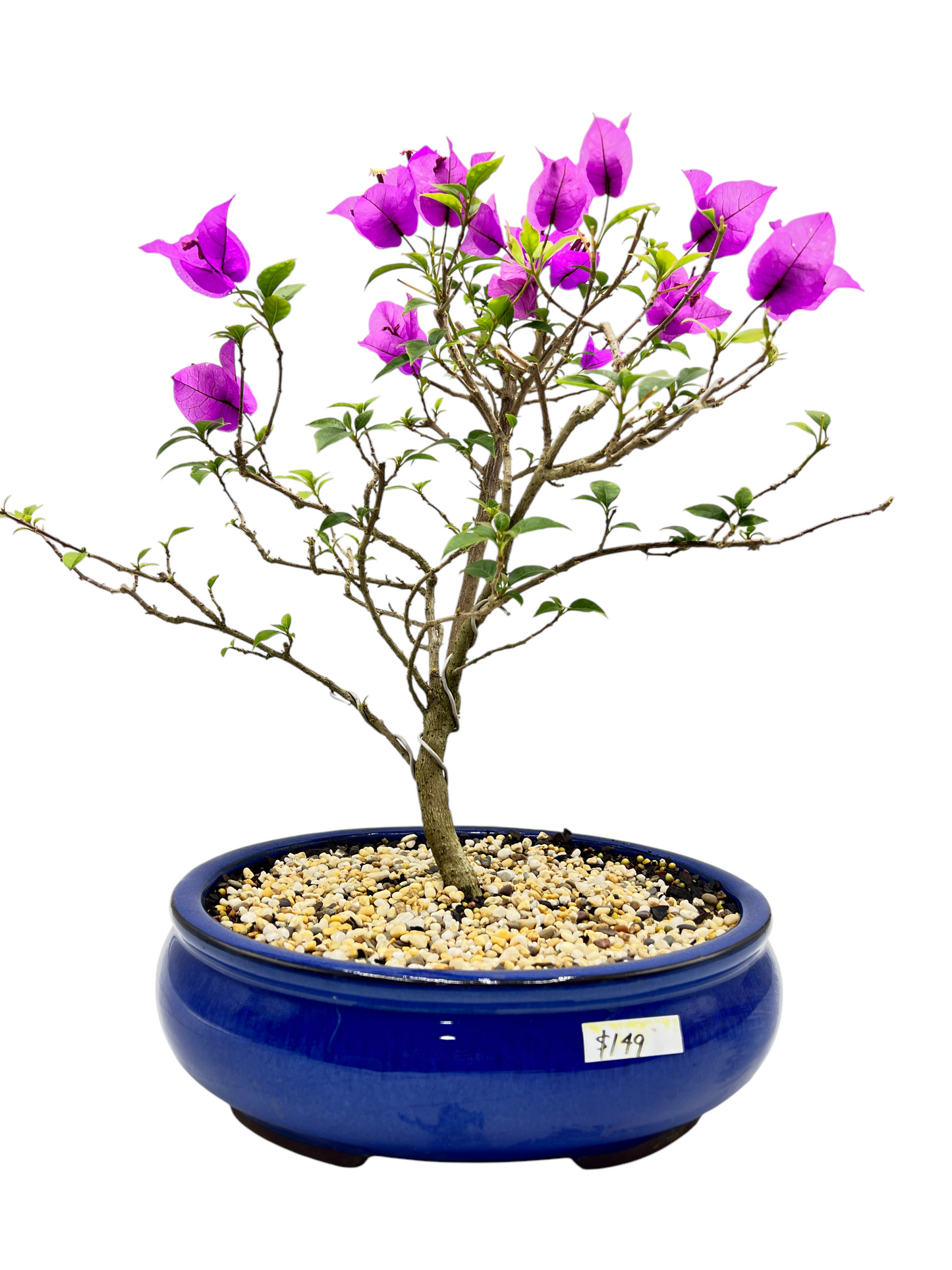 10” Purple Bougainvillea 6 Years Old 50cm Tall