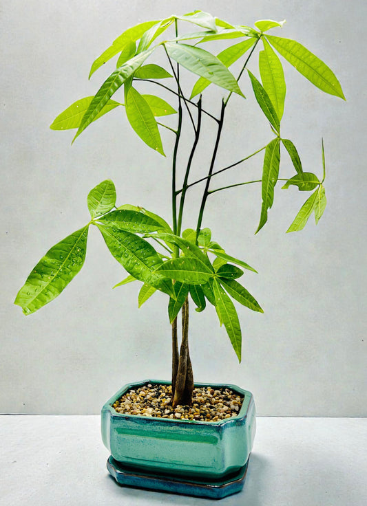 Triple Trunk Indoor Guiana Chestnut “Pachira Aquatica” Bonsai Tree 8 Inch With Saucer发财树