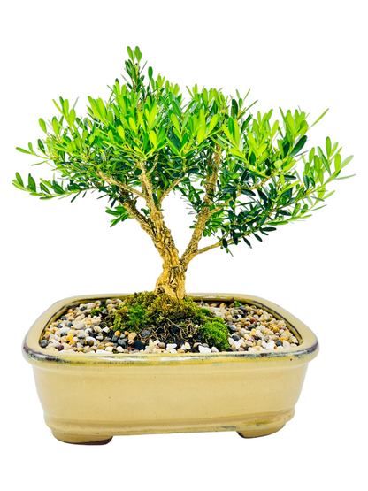 Harlandii Buxus 10" Bonsai Tree