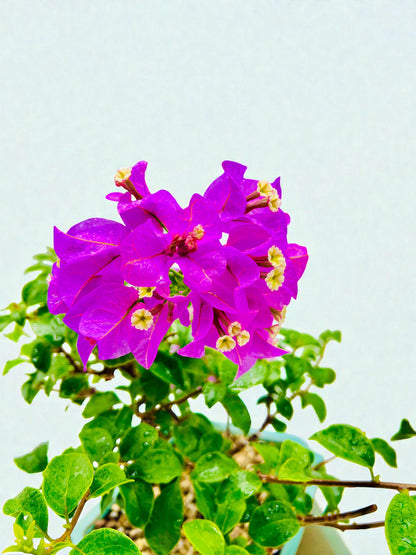 12” Purple Flowering Bougainvillea Bonsai Tree