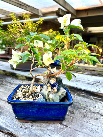 Rock Feature White Bougainvillea 7 Inch - Bonsai Gifts Nursery