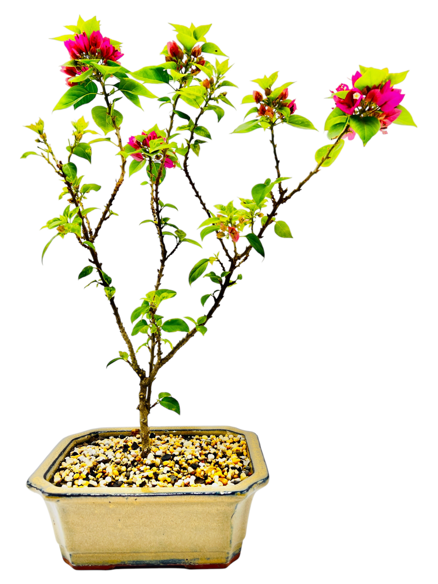 8” Pink Bougainvillea 3 Years Old 45cm Tall