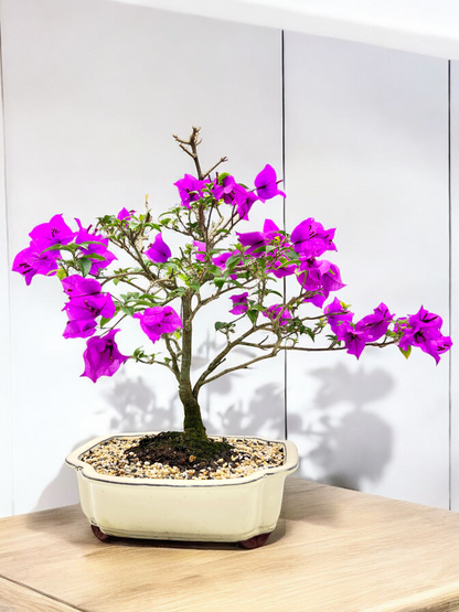 12” Purple Bougainvillea 9 Years Old 60cm Tall