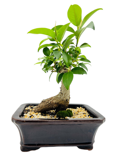 8 Inch Small Leaf Fig Bonsai Tree