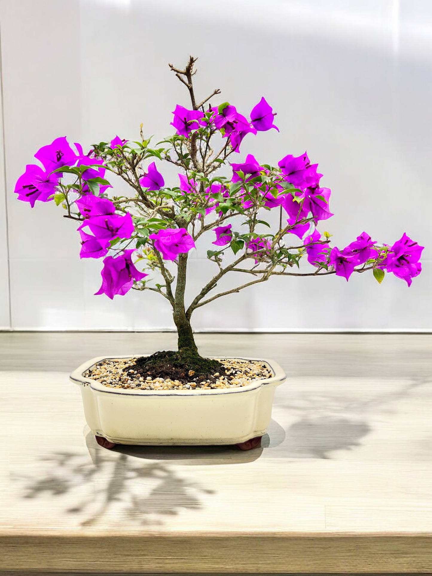 12” Purple Bougainvillea 9 Years Old 60cm Tall