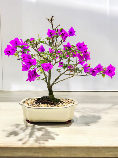 12” Purple Bougainvillea 9 Years Old 60cm Tall