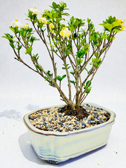 10 Inch Triple Trunk Style Gardenia Bonsai Tree - White Cloud Pot