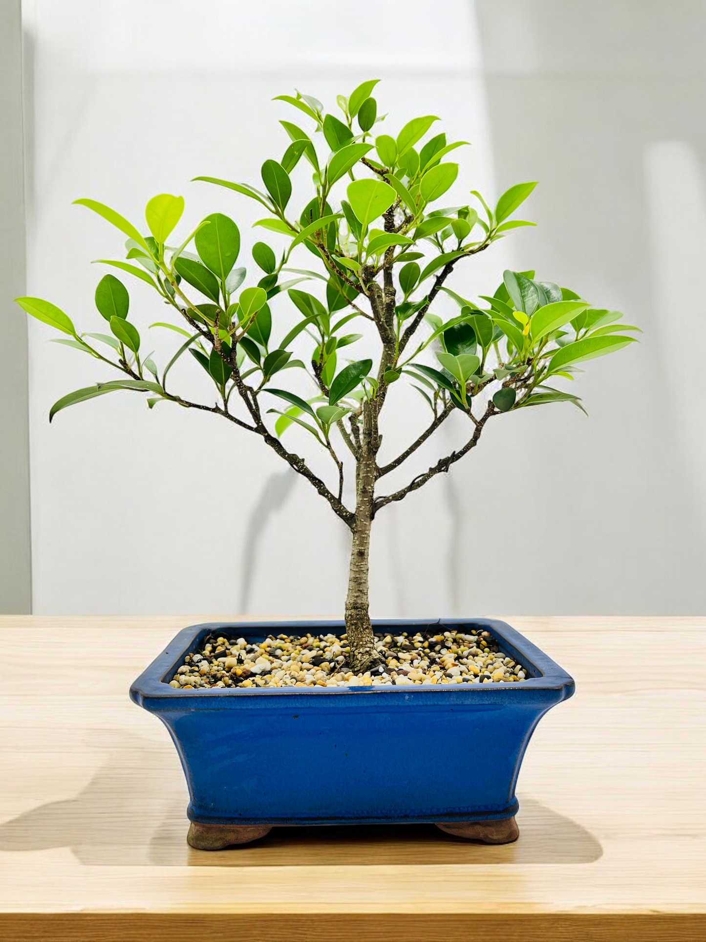 8 Inch Tiger Bark Fig Bonsai Tree