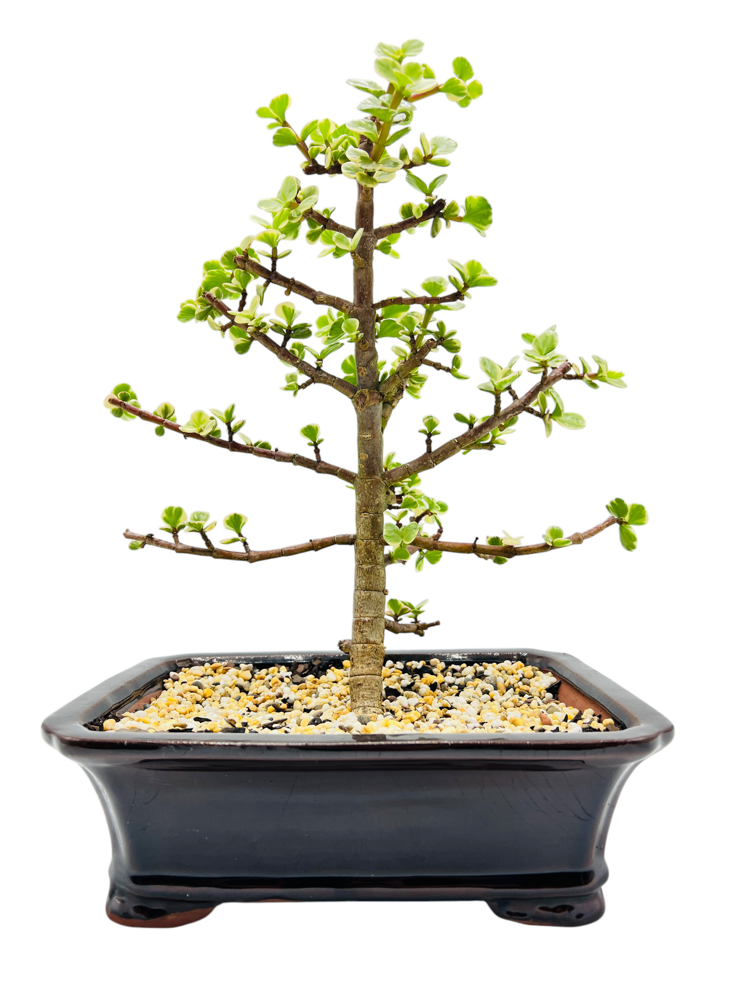 10 Inch Variegated Jade Bonsai Tree