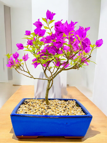 10” Purple Bougainvillea 6 Years Old 50cm Tall