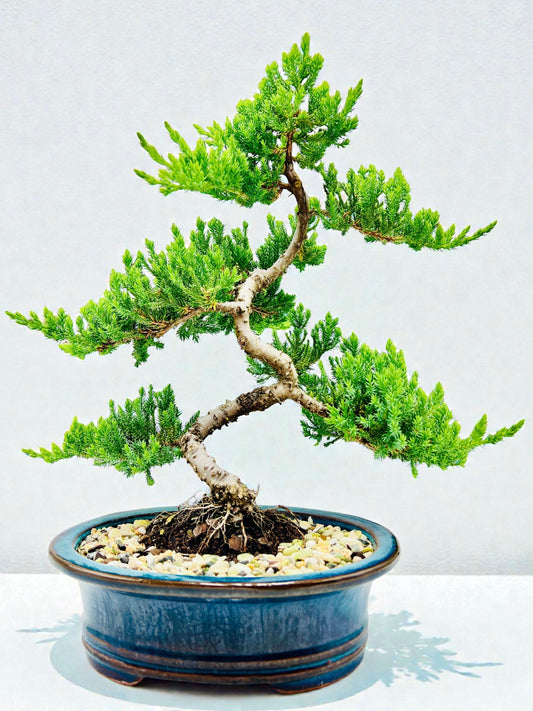 Advanced Twisted Trunk Juniper Squamata Bonsai Tree