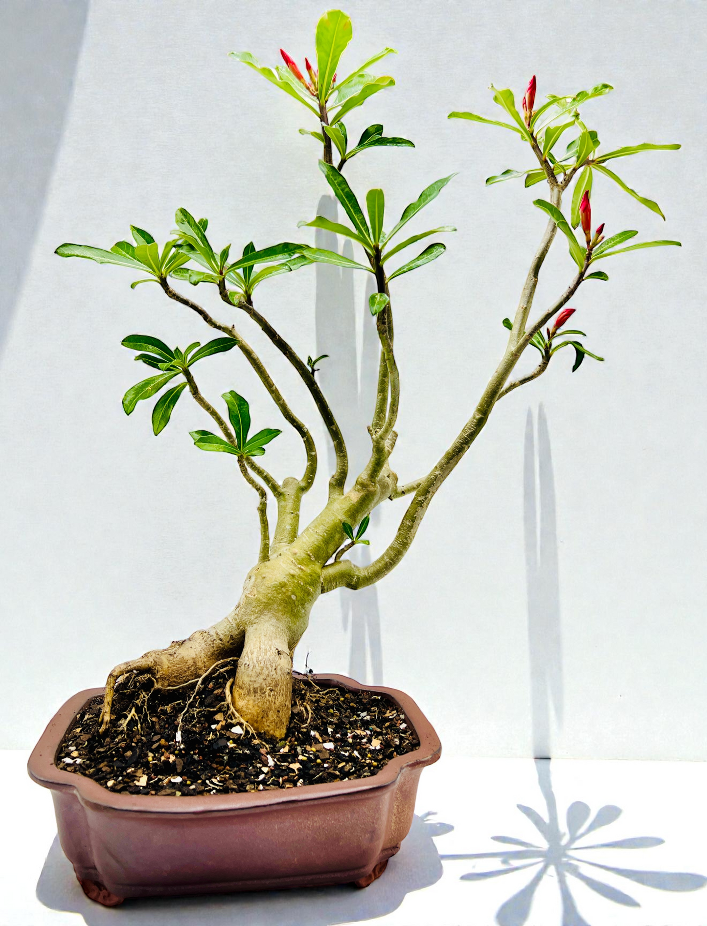 Red 70cm Tall Mature Desert Rose Bonsai Tree - Red Flowers