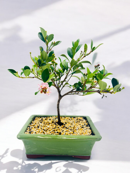 Hawthorn “Cherry Blossom” Bonsai Tree