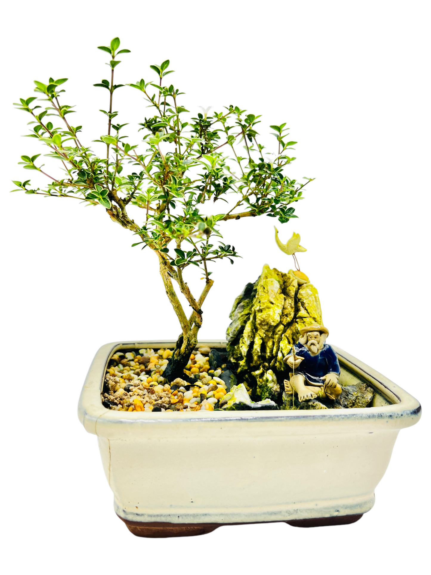 7 Inch Serissa Bonsai Tree With Rock Feature