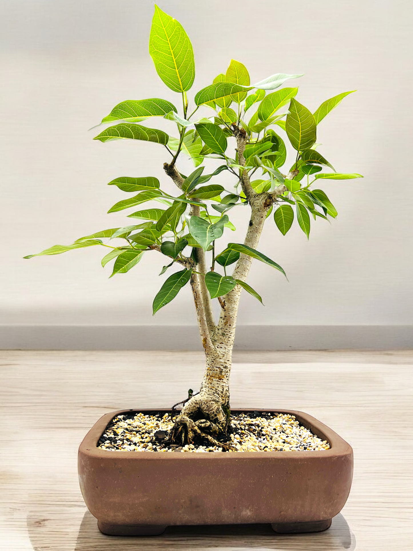 White Fig Bonsai Tree 12 Years Old 70cm Tall