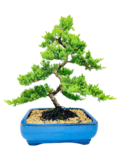 Advanced Twisted Trunk Juniper Squamata Bonsai Tree