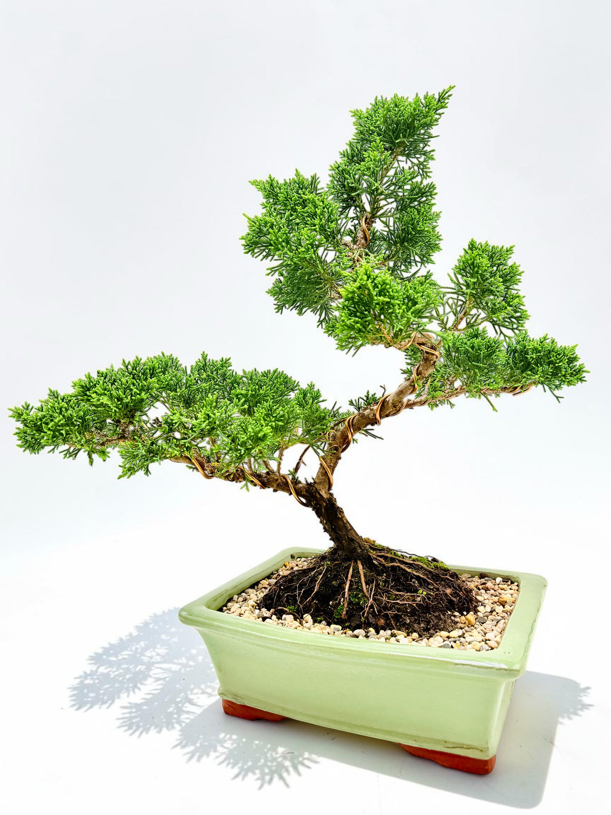 2013 Twisted Trunk Japanese Shimpaku Juniper Bonsai Tree