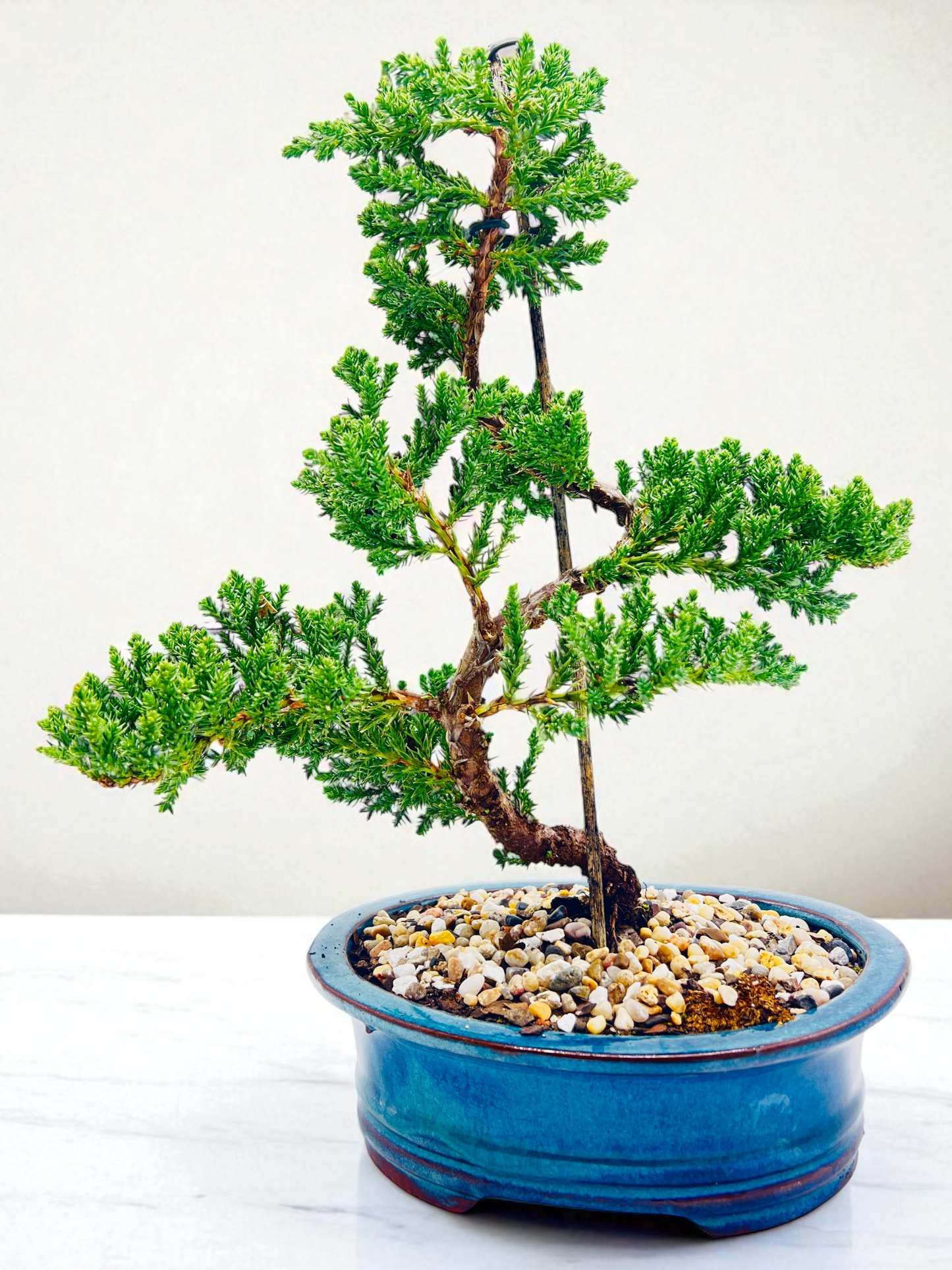 8 Inch Juniper Squamata Bonsai Tree - Teal Rectangle Pot