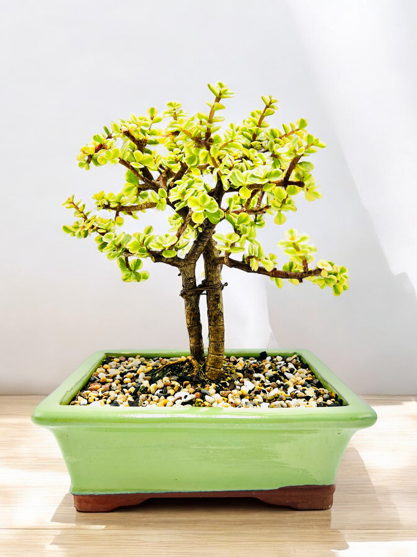 10 Inch Twin Trunk Variegated Jade Bonsai Tree