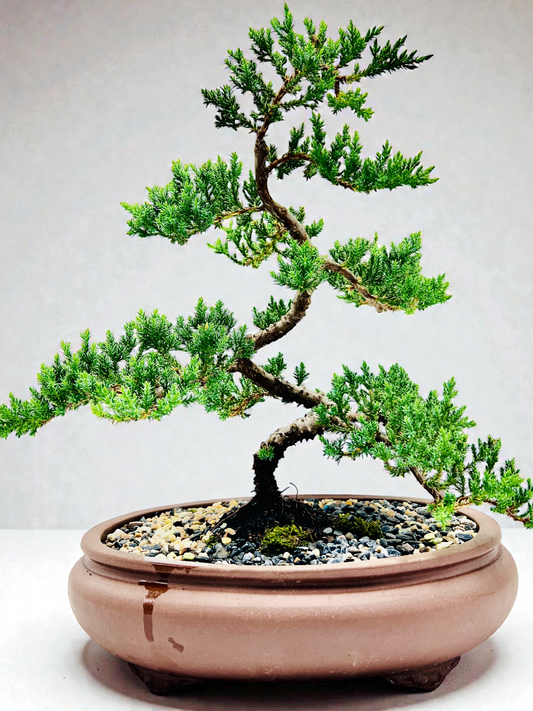 Advanced Twisted Trunk Juniper Squamata Bonsai Tree