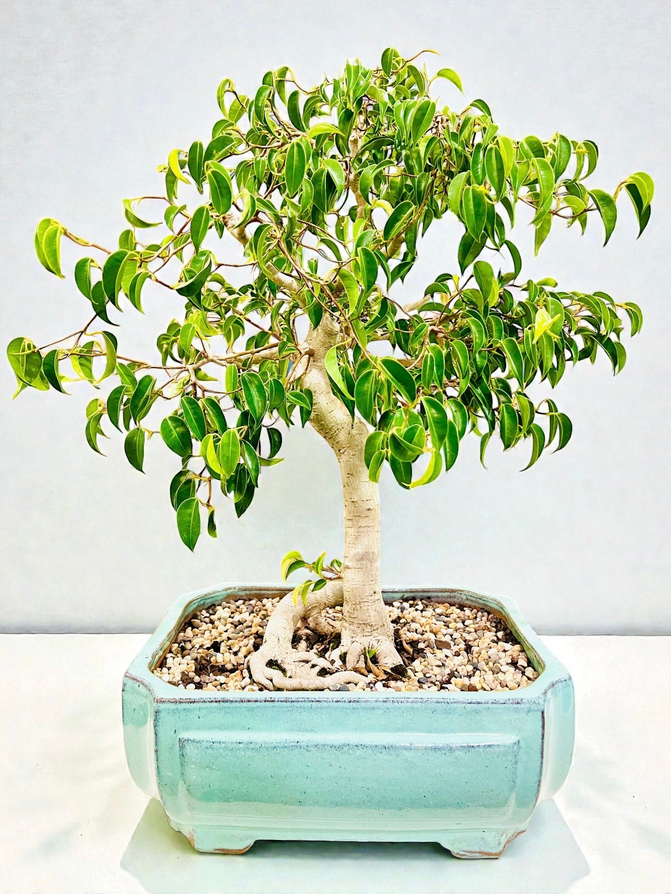 Weeping Fig Bonsai Tree 15 Years Old 70cm Tall