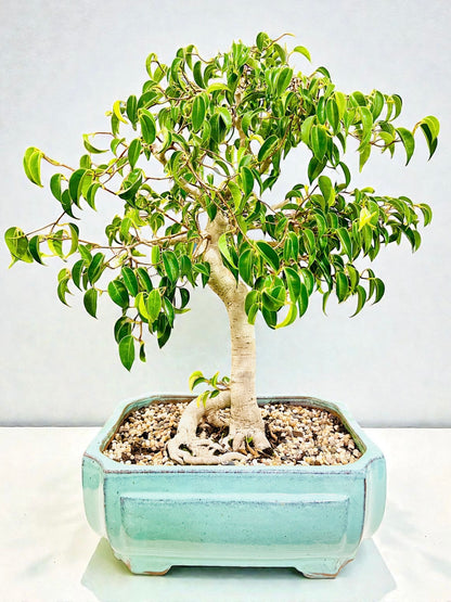 Weeping Fig Bonsai Tree 15 Years Old 70cm Tall