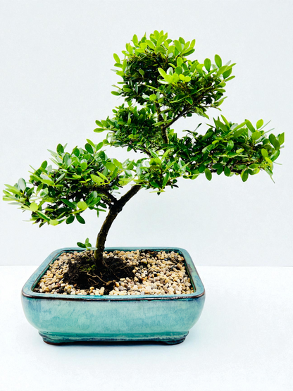 10 Inch Japanese Dwarf Holly Bonsai Tree - Slant Style Turquoise Pot