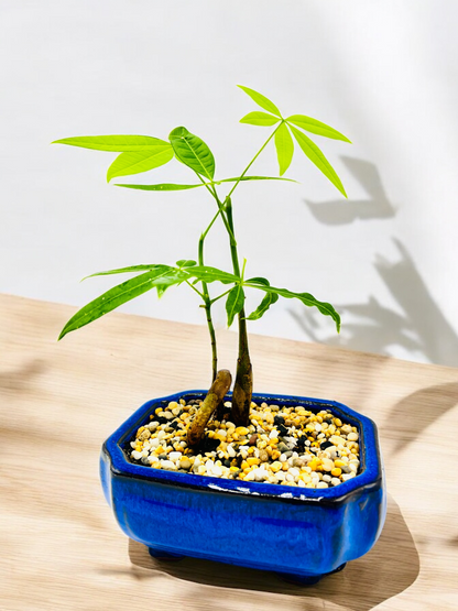 5 Leaves Twin Trunk Indoor Guiana Chestnut “Pachira Aquatica” Bonsai Tree 6 Inch 发财树