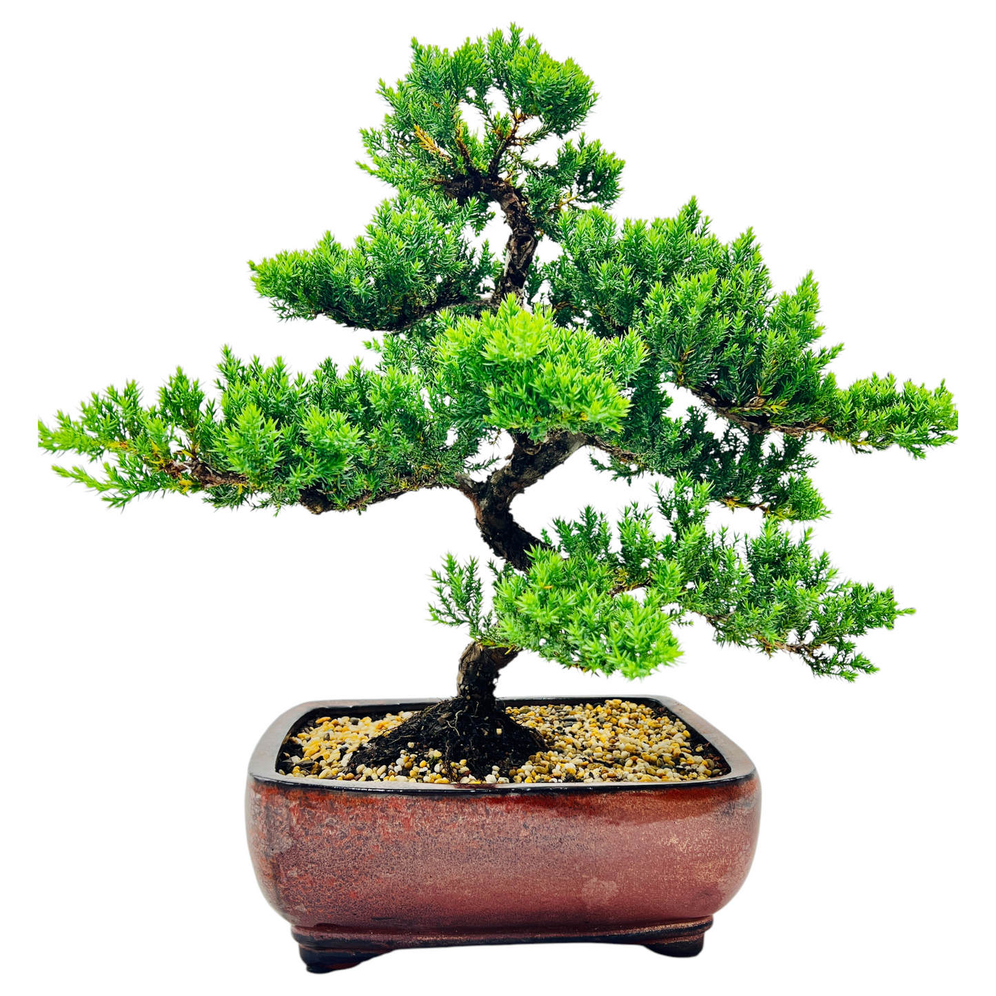 Advanced Twisted Trunk Juniper Squamata Bonsai Tree