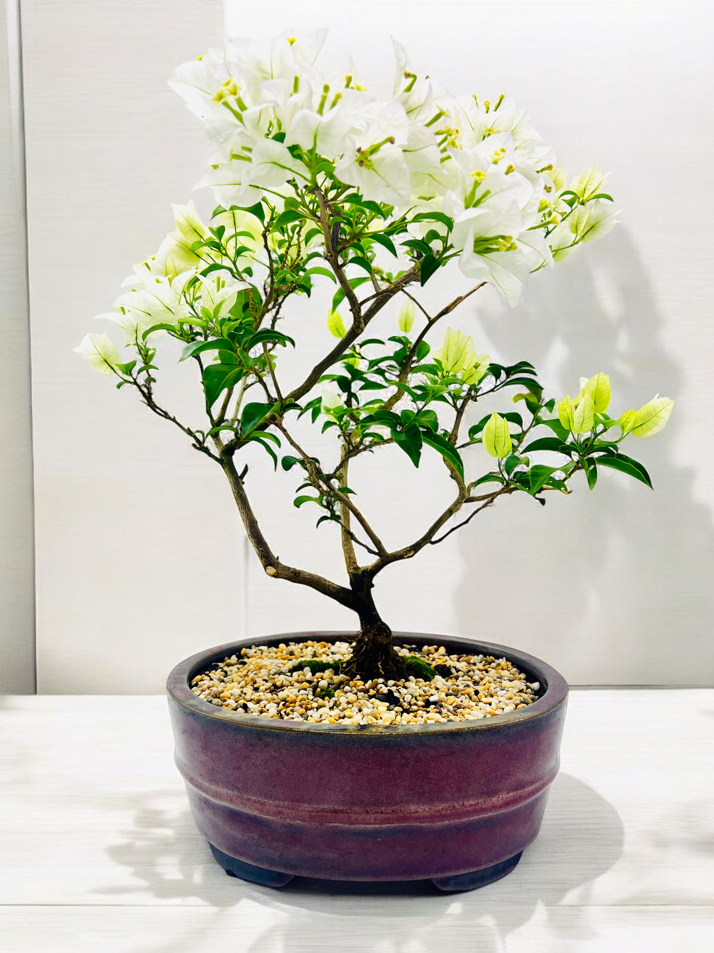 10” White Bougainvillea Bonsai Tree 6 Years Old 50cm Tall