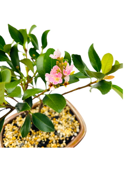 Hawthorn “Cherry Blossom” Bonsai Tree 8 Inch