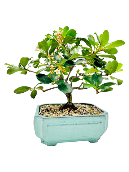 Hawthorn “Apple Blossom” Bonsai Tree 12”