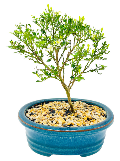 8 Inch Mini Jasmine Bonsai Tree