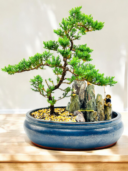 14" Juniper With Rock Feature Bonsai Tree