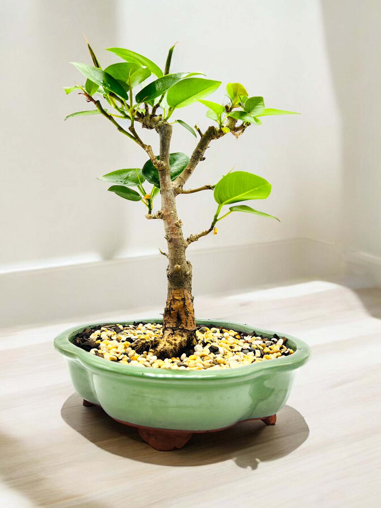 8 Inch Small Leaf Fig Bonsai Tree