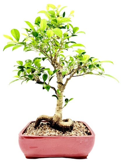 2013 Tiger Bark Fig Bonsai Tree - Red Rectangular Pot
