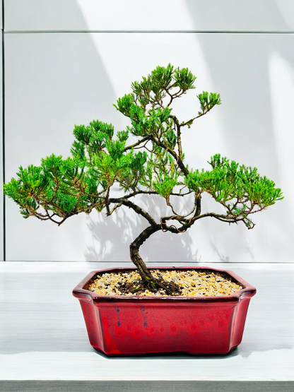 Large Juniper Squamata Bonsai Tree 12 Inch