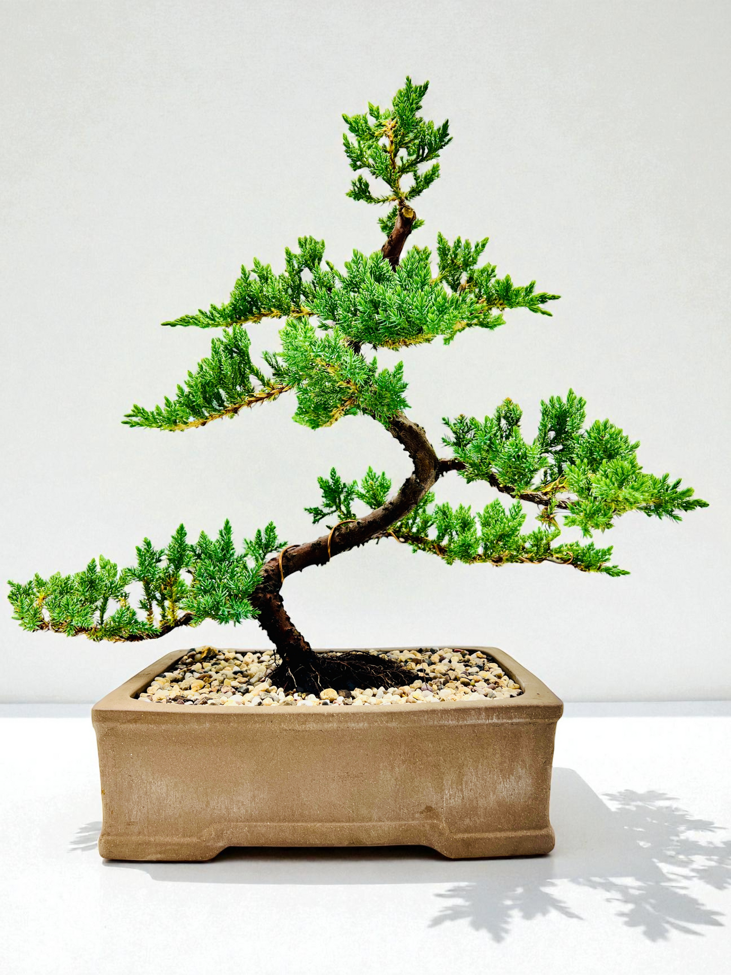 2013 Advanced Twisted Trunk Juniper Squamata Bonsai Tree