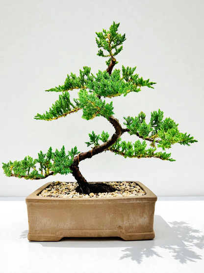 2013 Advanced Twisted Trunk Juniper Squamata Bonsai Tree