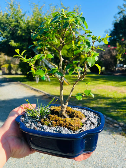 Japanese Privet Bonsai Tree 8 Inch