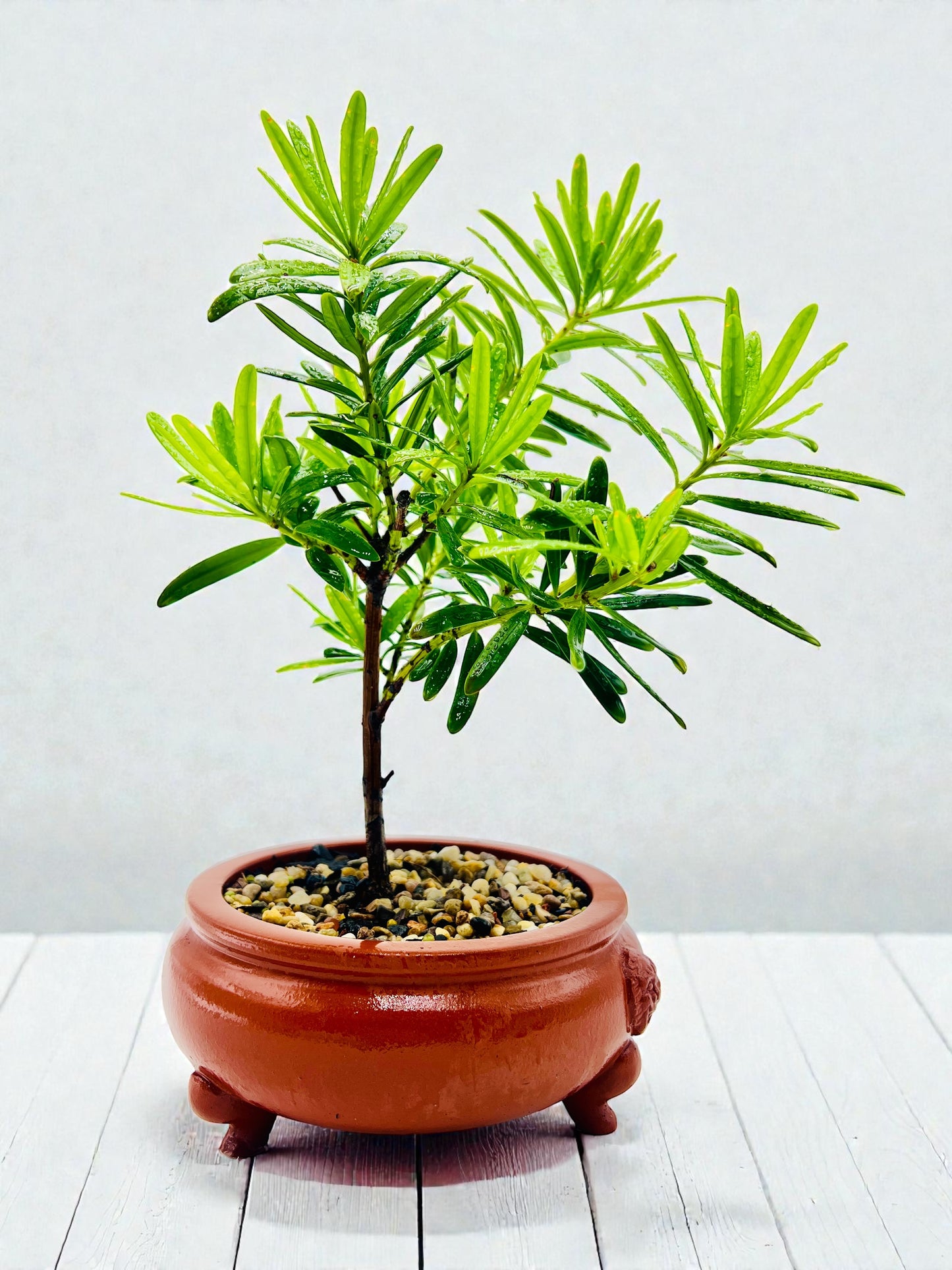 Podocarpus Macrophyllus Buddhist Pine Bonsai Tree - Handmade Dragon Pot