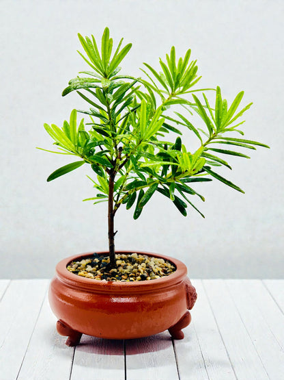 Podocarpus Macrophyllus Buddhist Pine Bonsai Tree - Handmade Dragon Pot