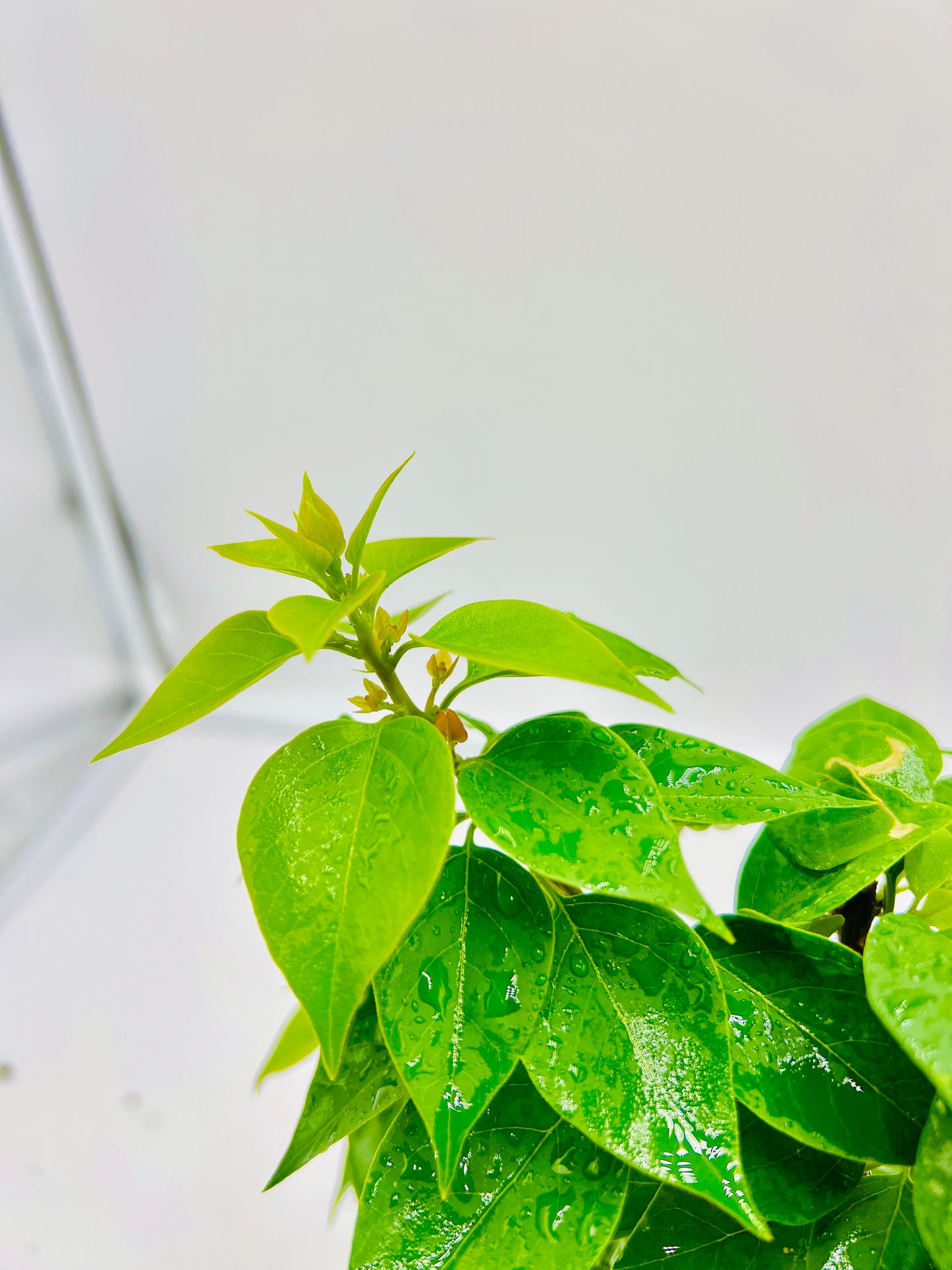 8” Pixie Pink Bougainvillea Bonsai Tree 40cm Tall